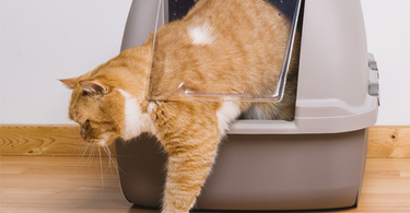 Choosing the Perfect Cat Litter: A Guide for Cat Owners