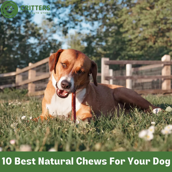 10 Best Natural Chews For Your Dog