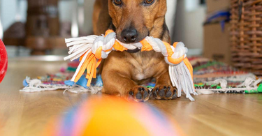 Fun and Engaging Indoor Activities to Keep Your Dog Entertained