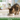 A Guide to the Different Types of Canned Cat Food