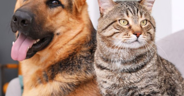 The Benefits of Probiotics for Dogs and Cats: Supporting Your Pet’s Health Naturally