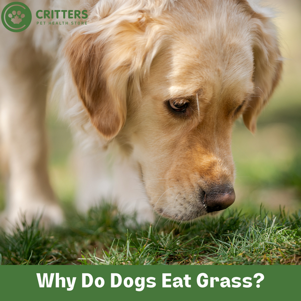 Why Do Dogs Eat Grass? Understanding the Behavior