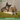 Joint Health in Pets: Supporting Mobility and Comfort Naturally