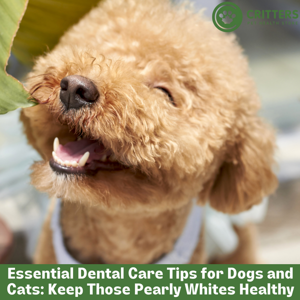 Essential Dental Care Tips for Dogs and Cats: Keep Those Pearly Whites Healthy