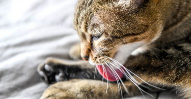 The Hairy Situation: Why Cats Get Hairballs and How to Help
