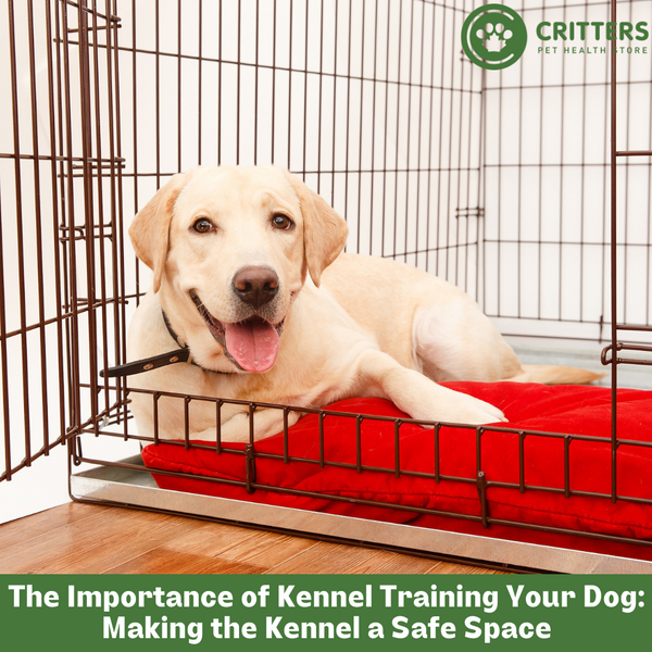 The Importance of Kennel Training Your Dog: Making the Kennel a Safe Space