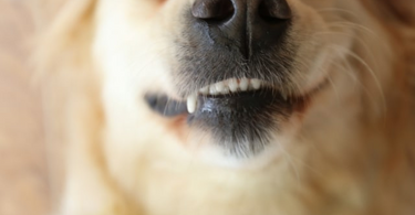 Why Your Dog's Breath Smells Bad