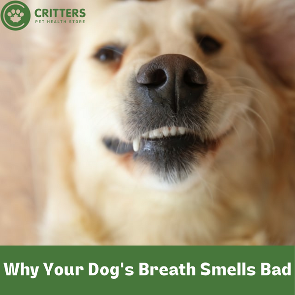 Why Your Dog's Breath Smells Bad