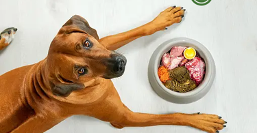 What's the best food you can feed your dog?
