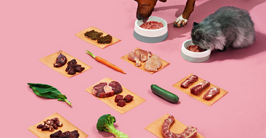 What is the best food to feed my dog or cat? How to choose a healthy pet food!