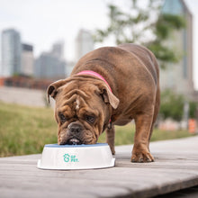 Load image into Gallery viewer, GF Pet Ice Bowl Cooling Pet Water Bowl