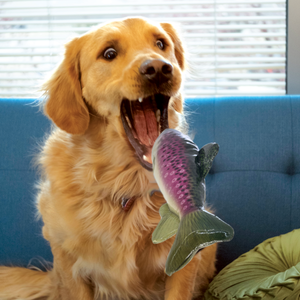 Kong Wild Shieldz Trout Fetch Dog Toy Critters Pet Health Store Kong Wild Shieldz Trout Fetch Dog Toy Critters Pet Health Store