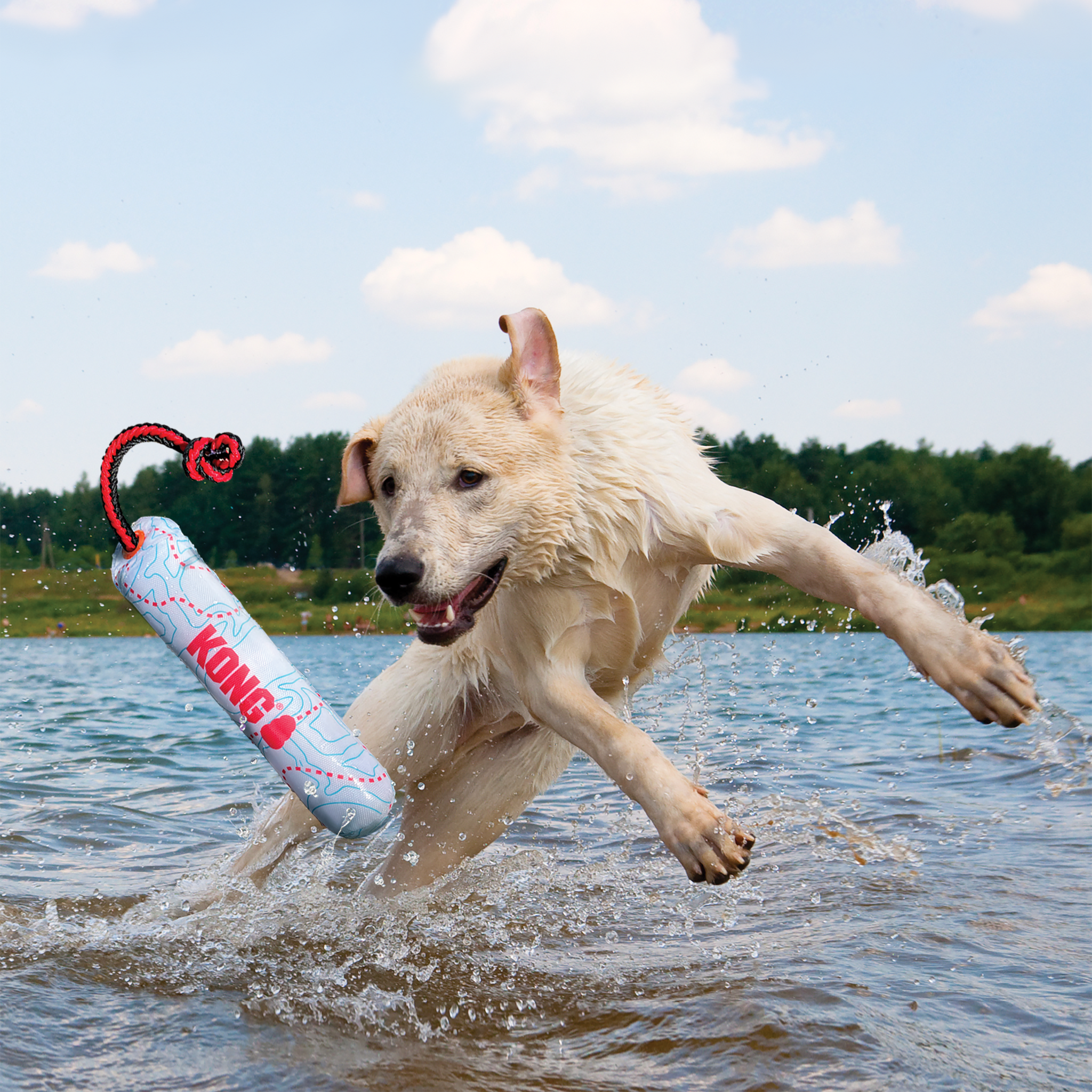 Fetch kong online dog toys