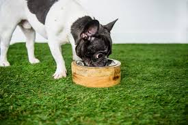 GF Pet Mango Wood Pet Bowl