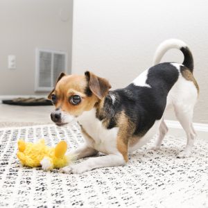 Kong Dr. Noyz Duck XSmall Dog Toy