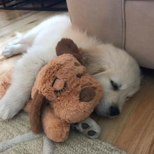 Smart Pet Love Snuggle Puppy Brown Dog Toy Puppy Pack Critters