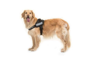 Julius K9 IDC Powerharness Black Dog Harness