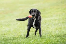 Load image into Gallery viewer, GF Pet Ice Cone Cooling Dog Toy