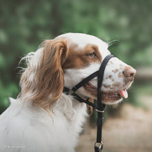 Load image into Gallery viewer, Coastal Walk&#39;n Train Head Collar